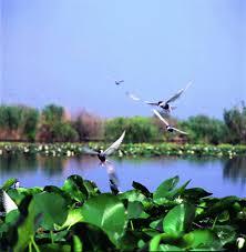 nice things  - imagescat5q0bv.jpg